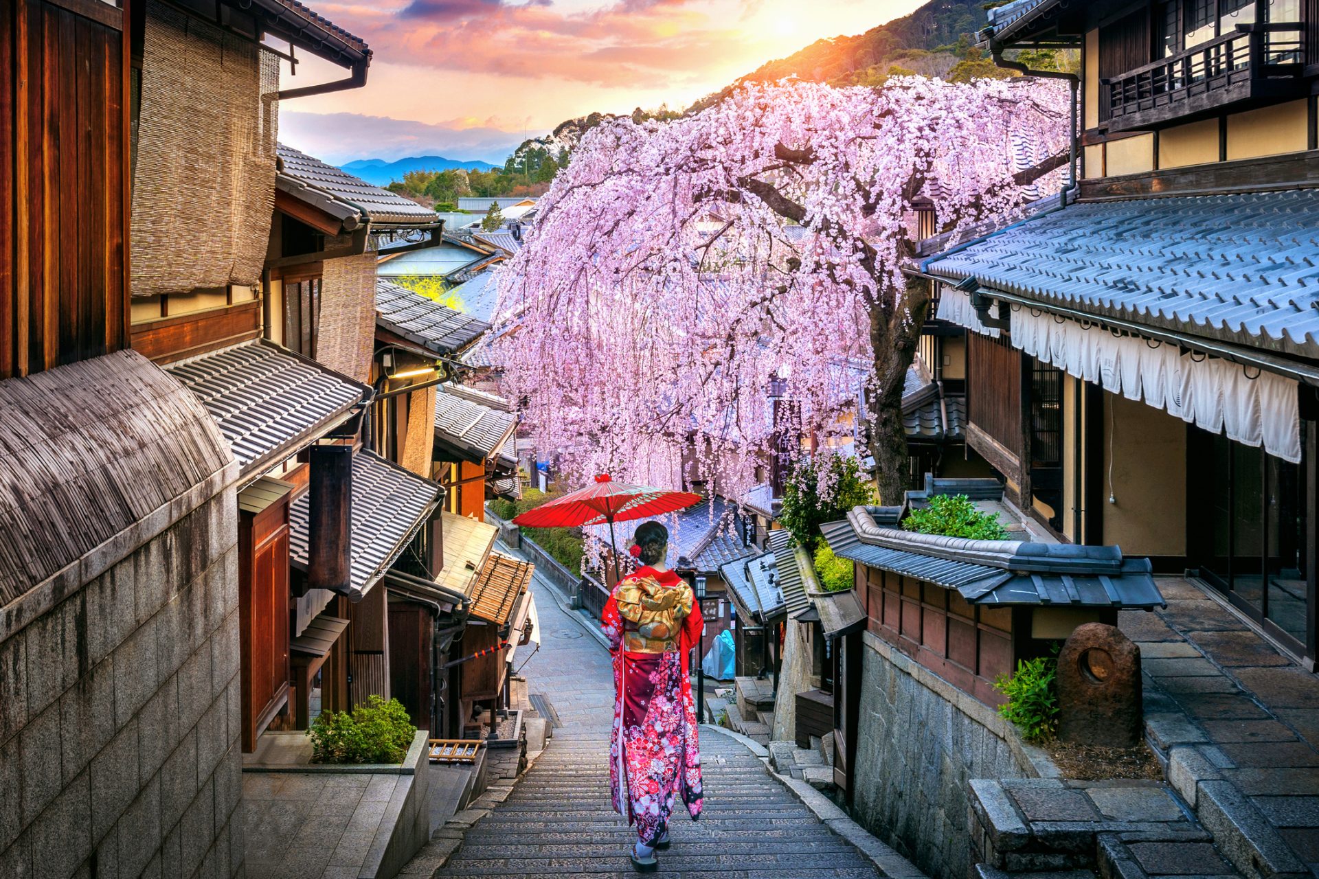 curiosidades sobre a florada das cerejeiras no Japão Agente Urgente